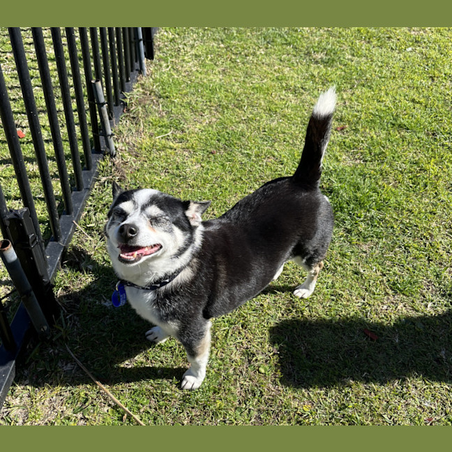 Photo of Jasper 😍 8yo, Chihuahua (On Trial 2/8/24)