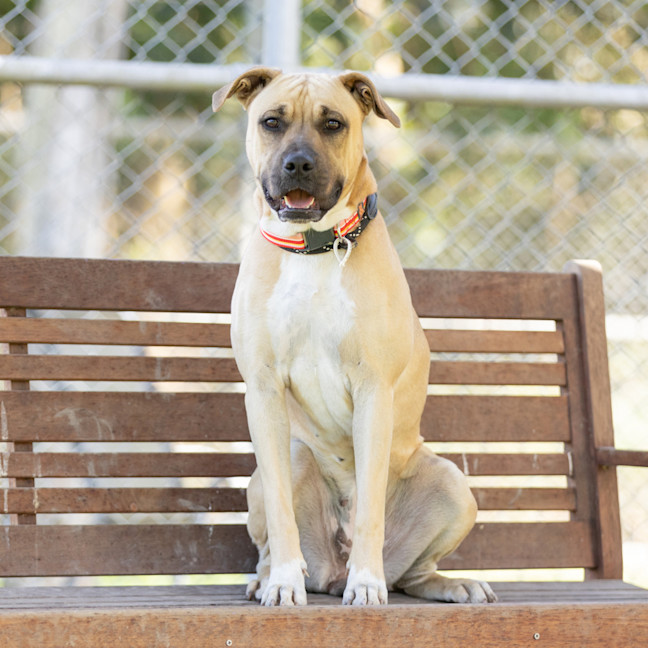 Photo of Lacey