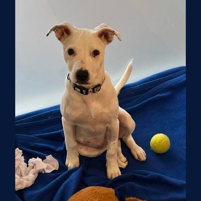 Photo of Tofu