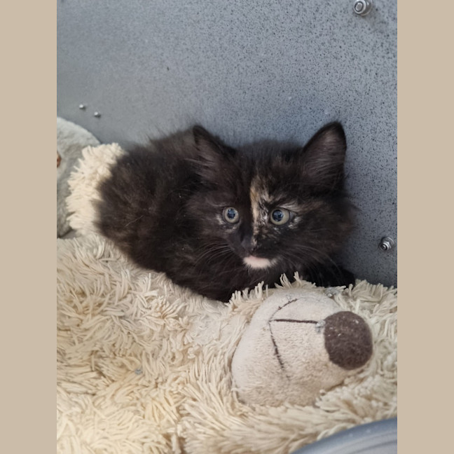 Photo of Princess Peach