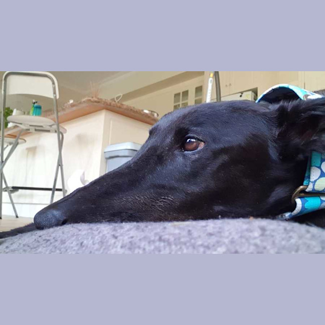 Photo of Scooby, The Greyhound