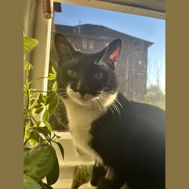 Photo of Felix