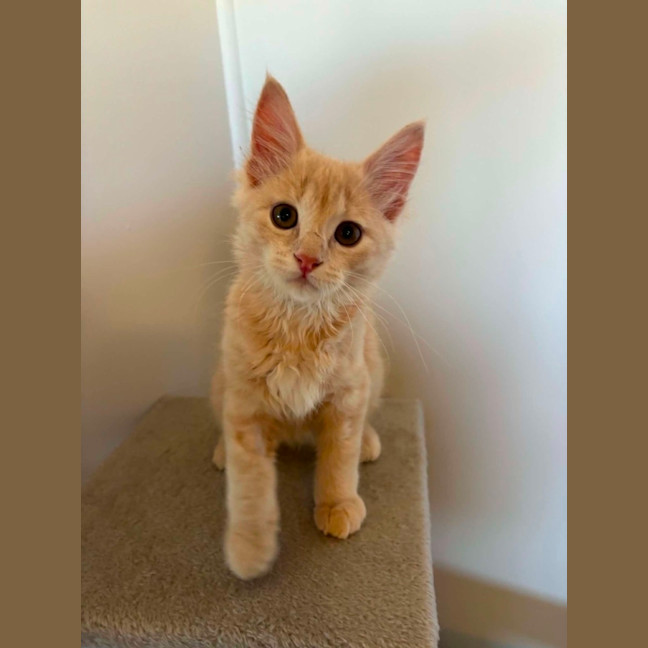 Photo of Ollie 