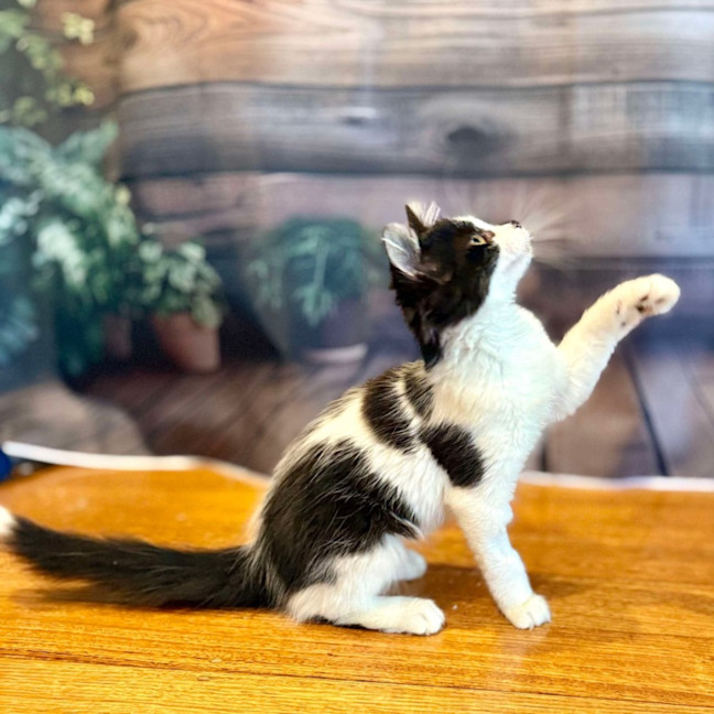 Photo of Moolissa   Located In Templestowe 