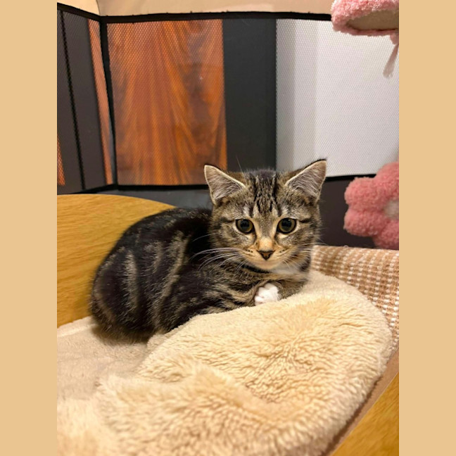 Photo of Suki
