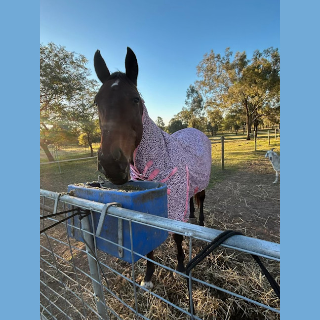 Photo of Gidget 