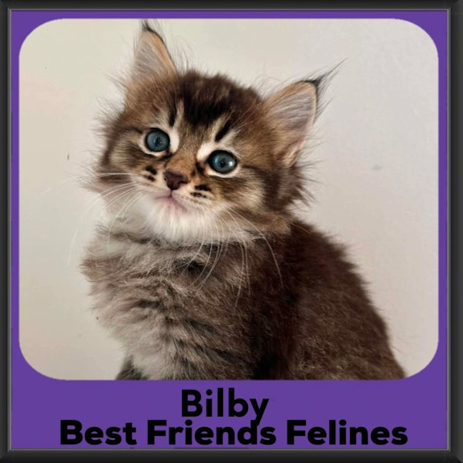 Photo of Bilby