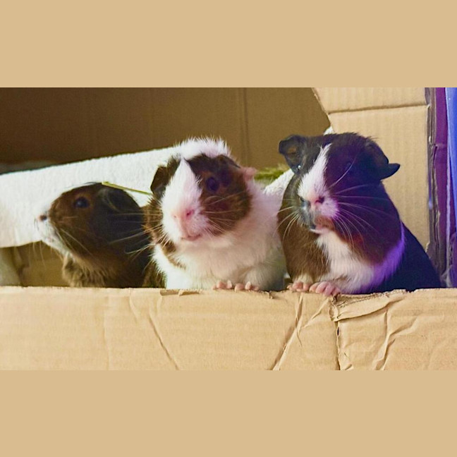 Photo of Walnut (Bonded To Peanut And Chestnut)
