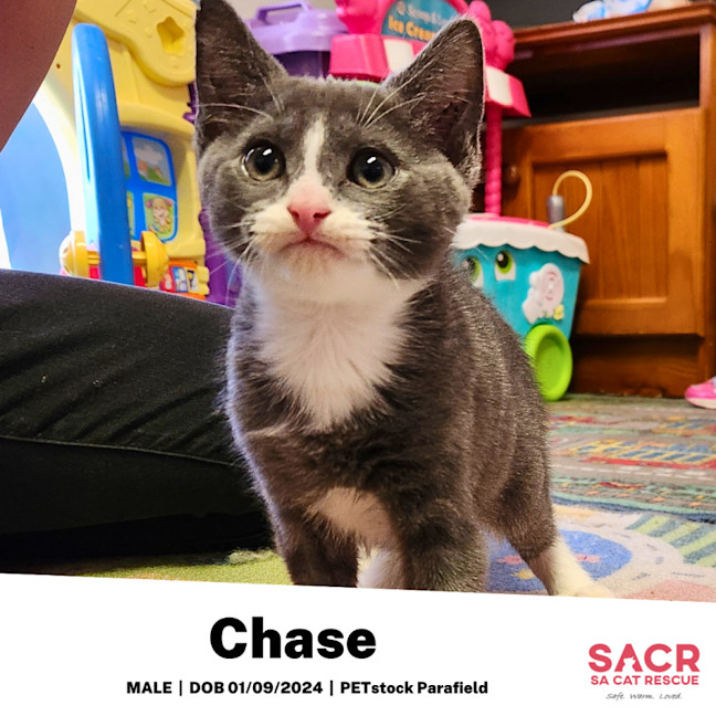 Photo of Chase