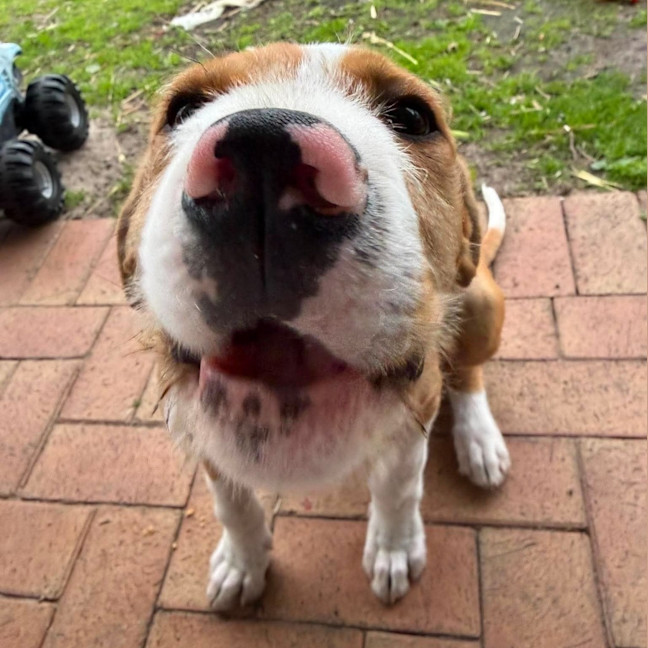 Photo of Sparky