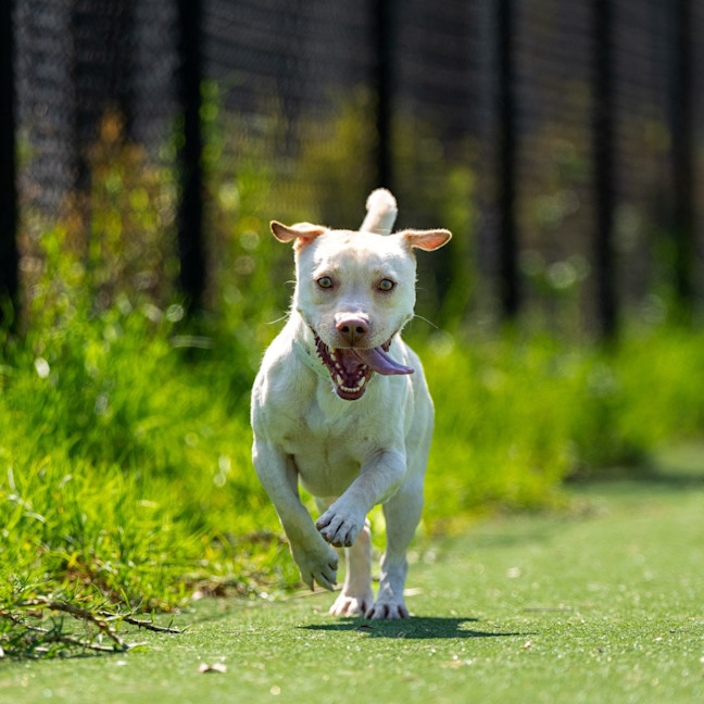 Photo of Buster Imp 51