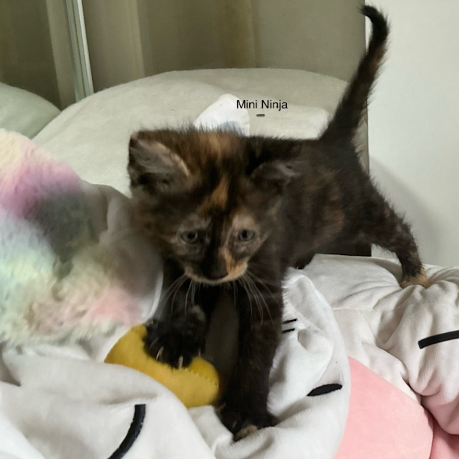 Photo of Pixie