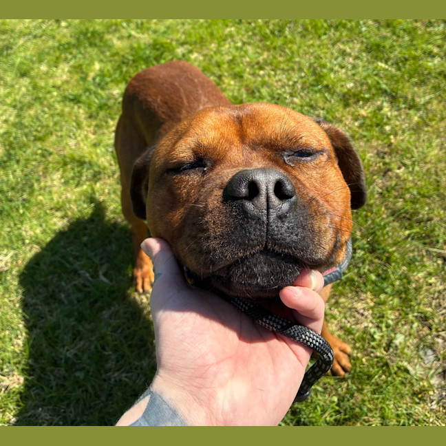 Photo of Tyson 