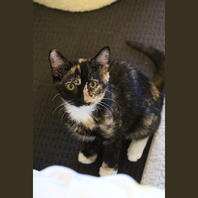 Photo of Vixen