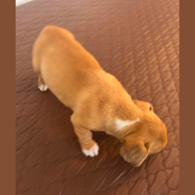 Photo of Crystal & Echo