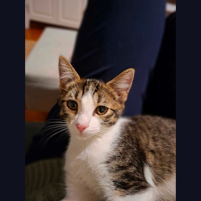 Photo of Henrietta