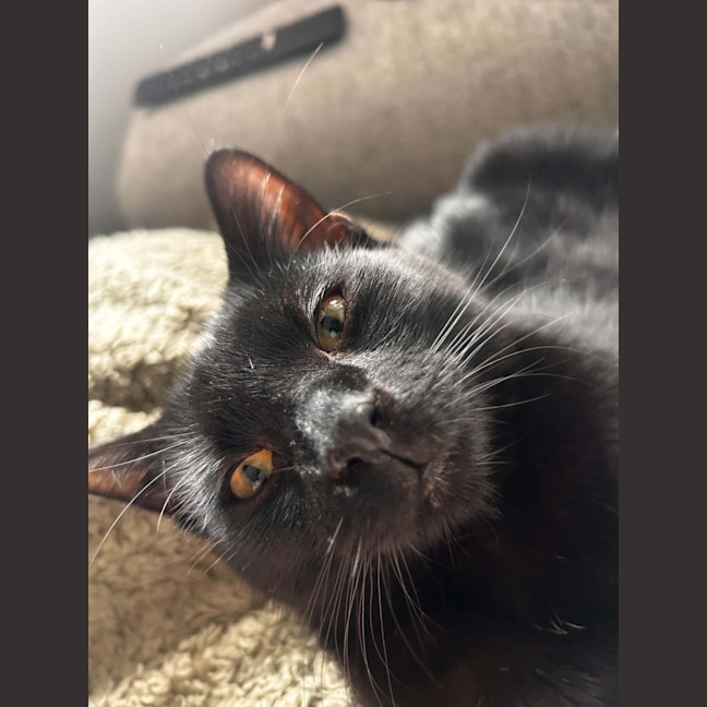 Photo of Crackle