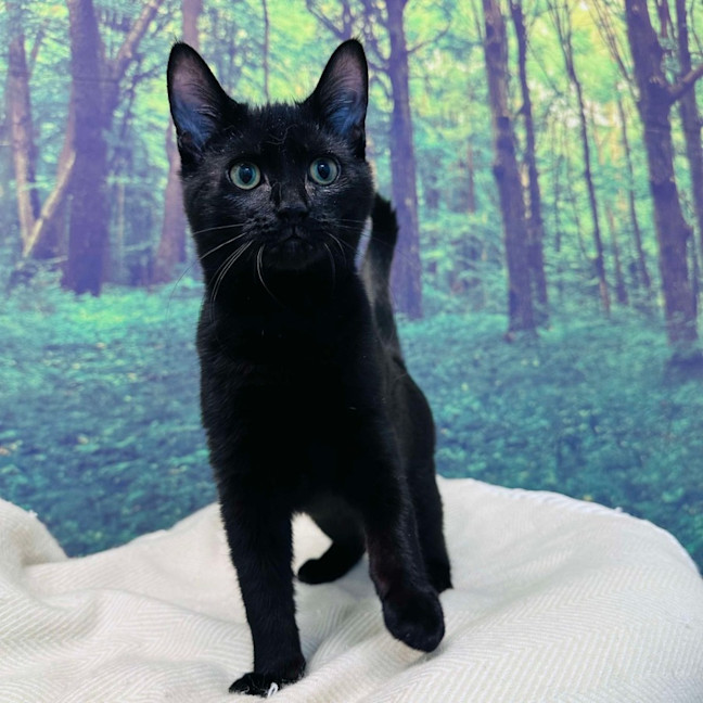 Photo of Cat Man   Located In Preston