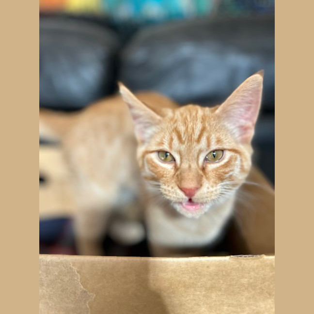 Photo of George   Located In Lower Plenty