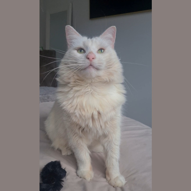 Photo of Snowball