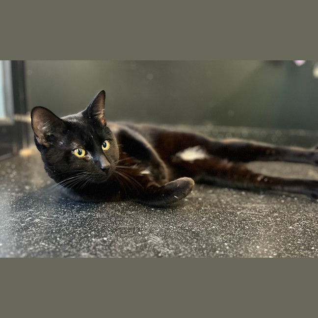 Photo of Ichabod
