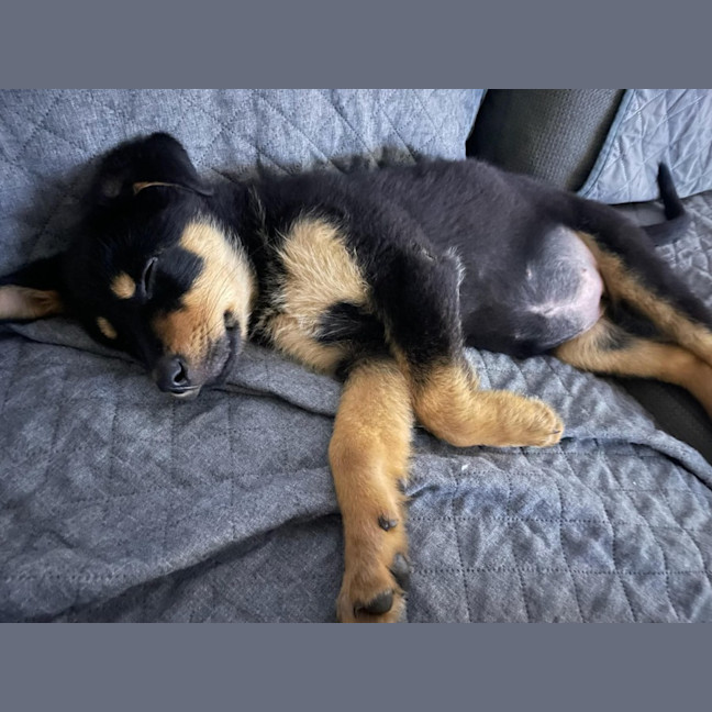 Photo of Raven