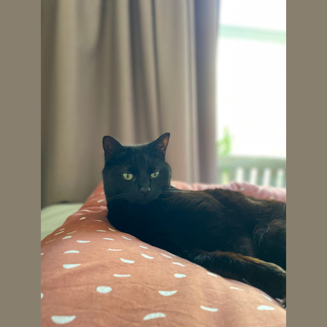 Photo of Nuzzlington