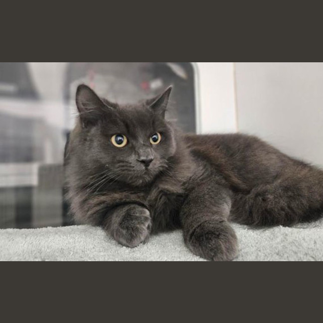 Photo of Smokey