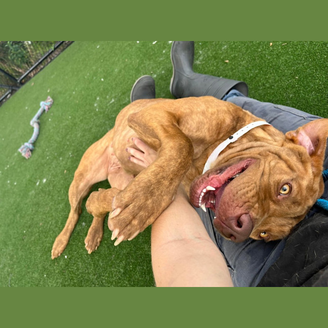 Photo of Miffy Imp 1926