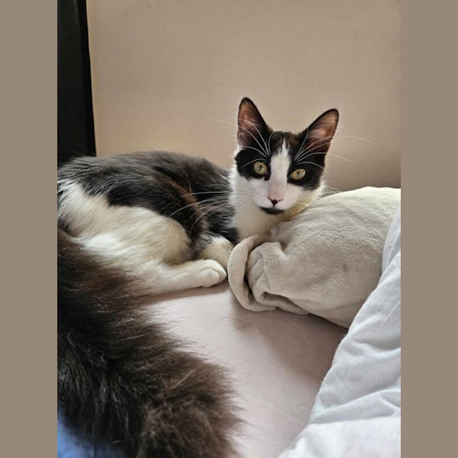 Photo of Sesame