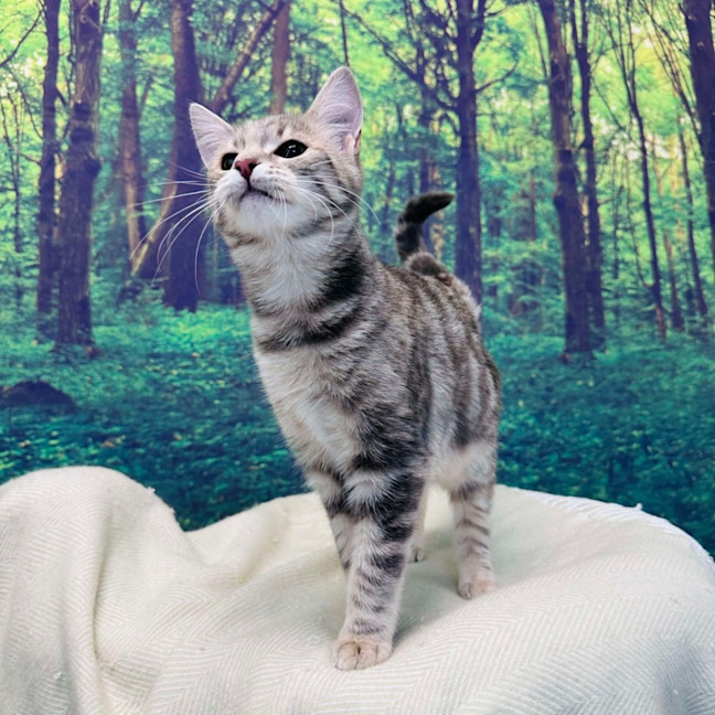 Photo of Hummingbird   Located In Endevour Hills