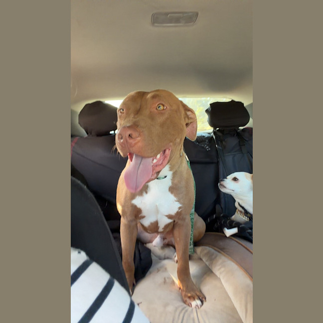 Photo of Bam Bam