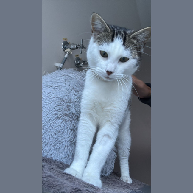 Photo of Tinkerbell 