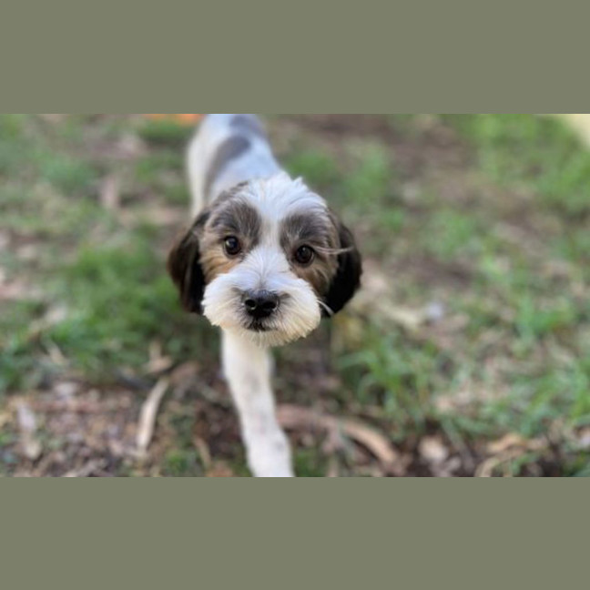 Photo of Noodle