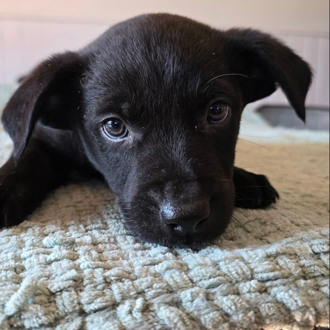 Photo of Fozzie Bear