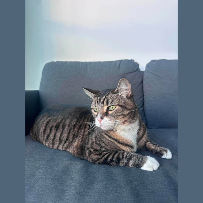 Photo of Mittens