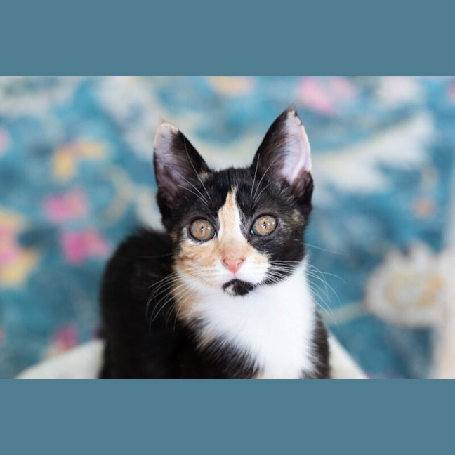 Photo of Honey