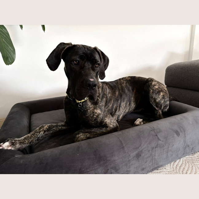Photo of Freya