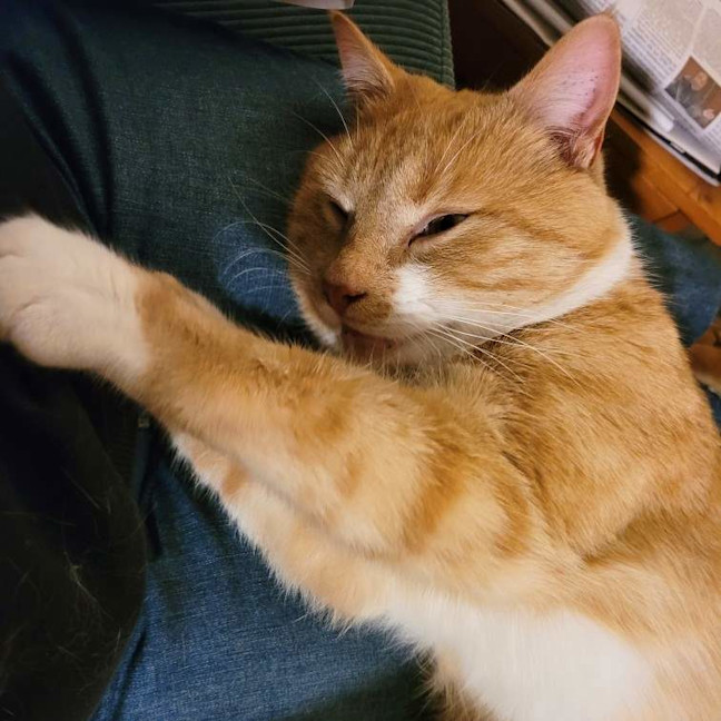Photo of Findus
