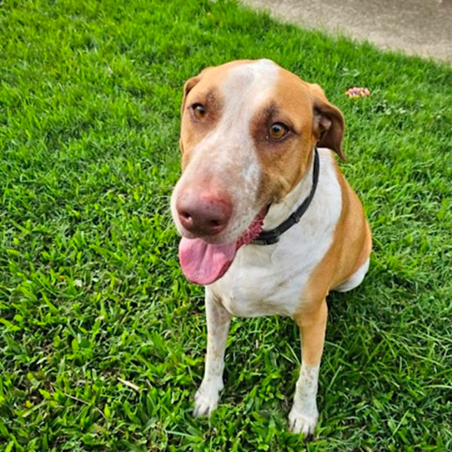 Photo of Rusty *$250 Adoption Fee*