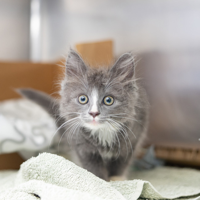 Photo of Bodhi