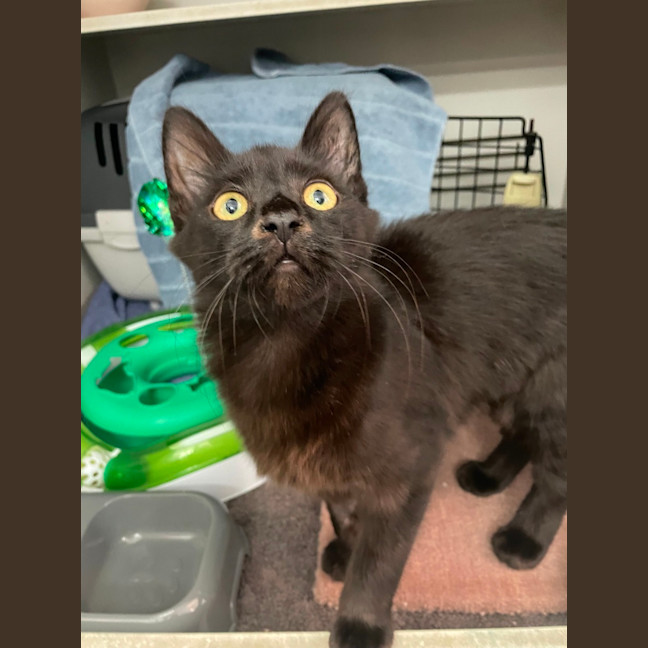 Photo of Trickle  Meet Me At Pe Tstock Milperra