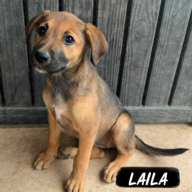 Photo of Laila