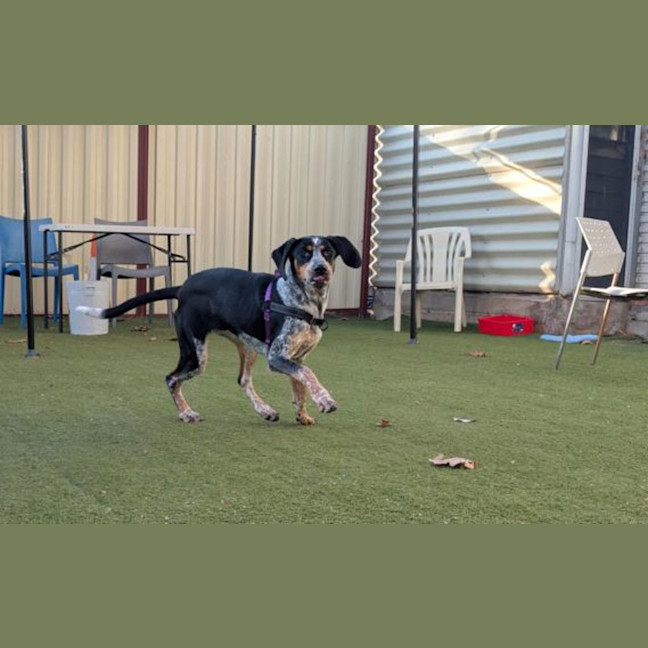 Photo of Banjo