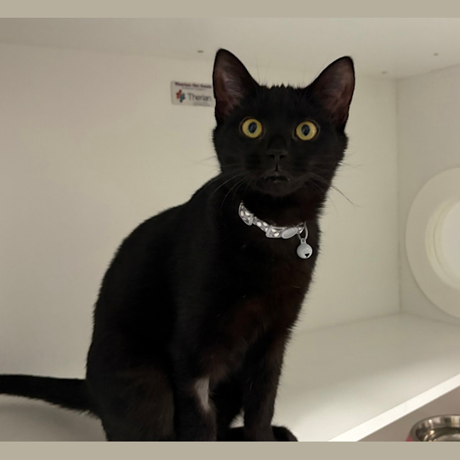 Photo of Maurice