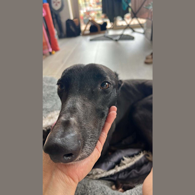 Photo of Boston, The Greyhound