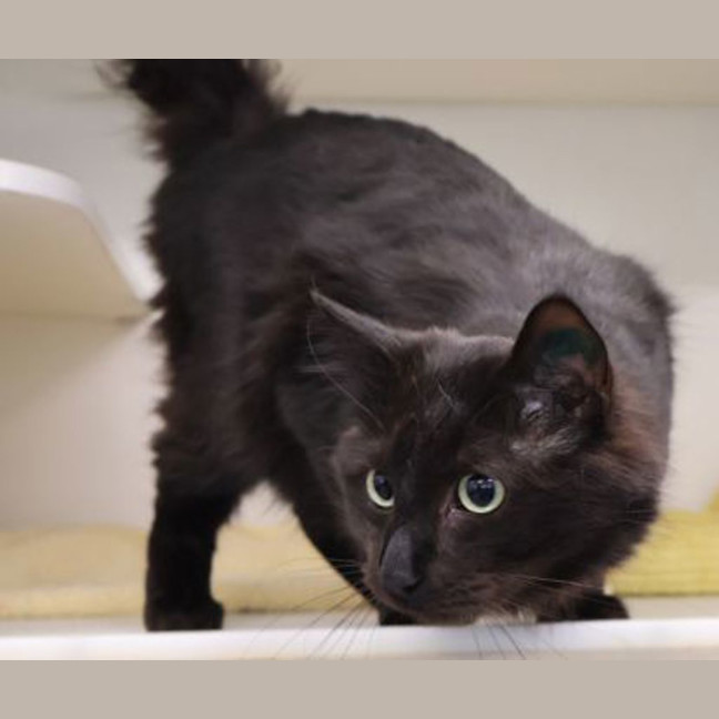 Photo of Neo