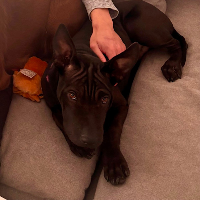 Photo of Sweet Playful Ollie 