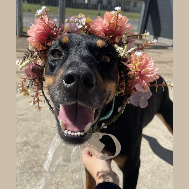 Photo of Kahlua
