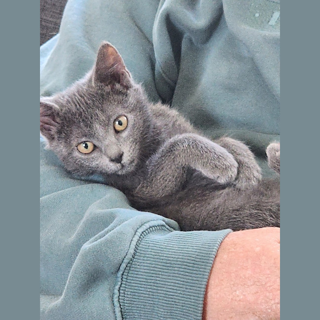 Photo of Rosie